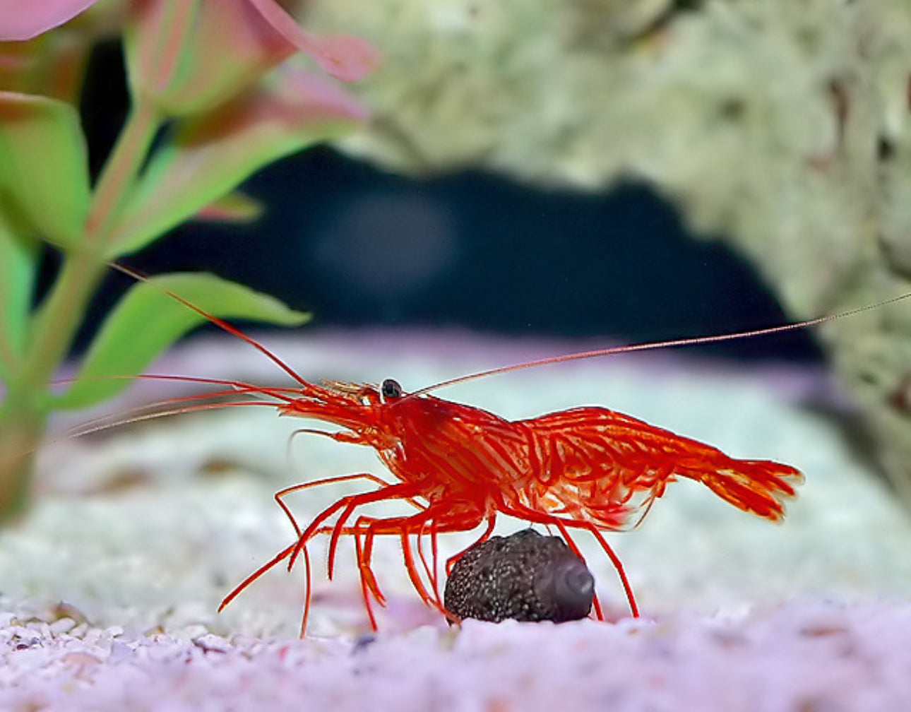 Peppermint shrimp