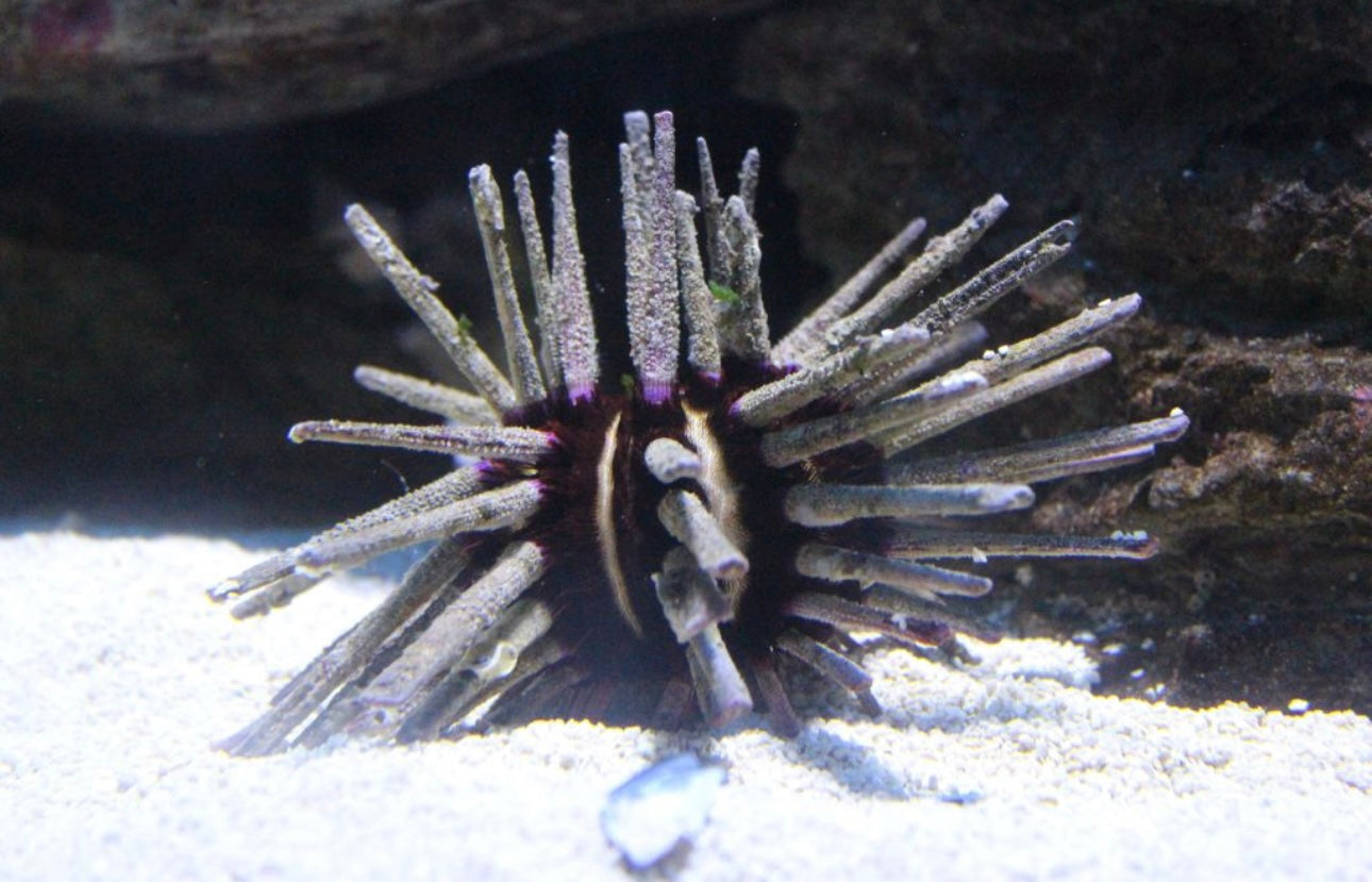 Pencil urchin