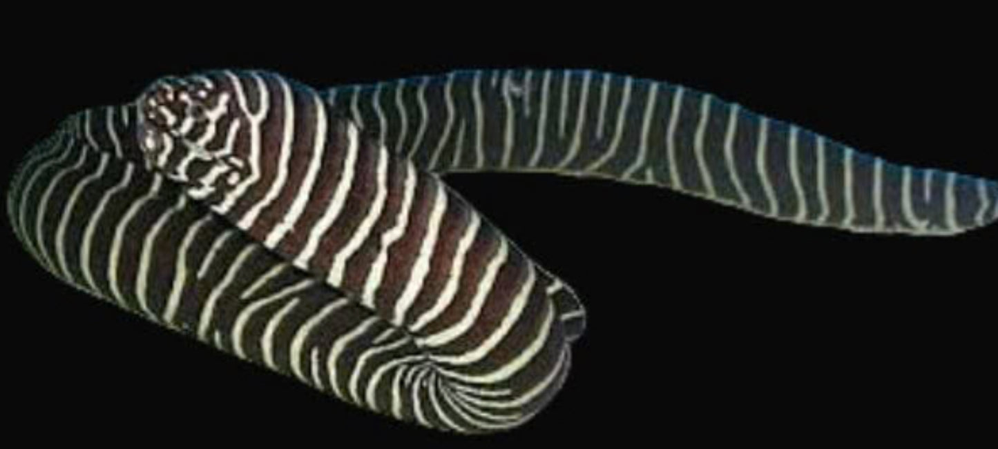 Zebra Eel (Gymnomuraena zebra)