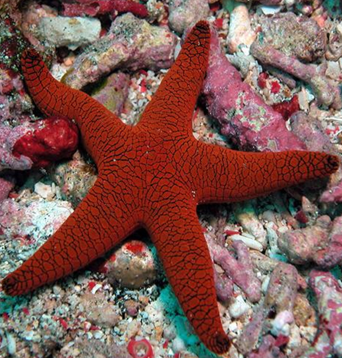 Red Fromia Starfish