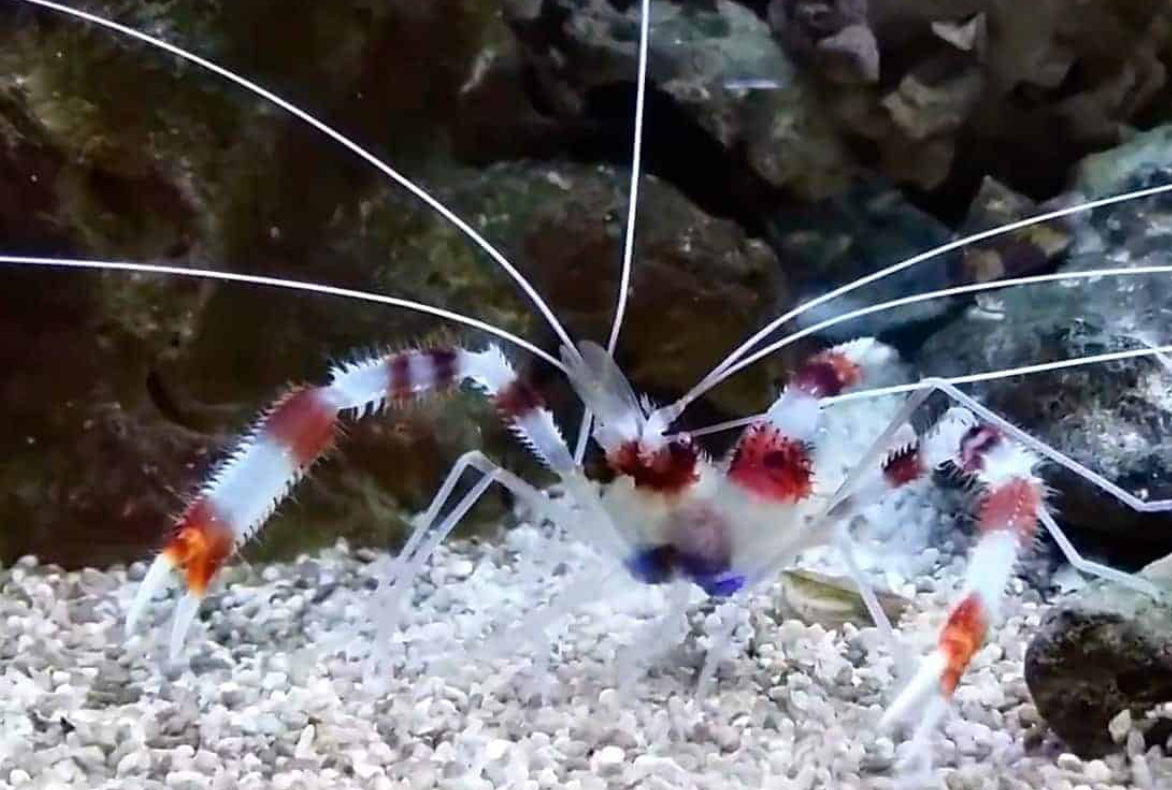 Coral Banded Shrimp
