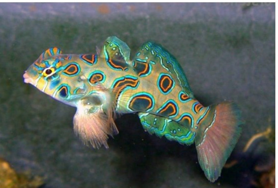 Yellow Mandarin Goby