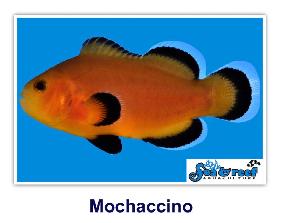 Mochaccino Clownfish