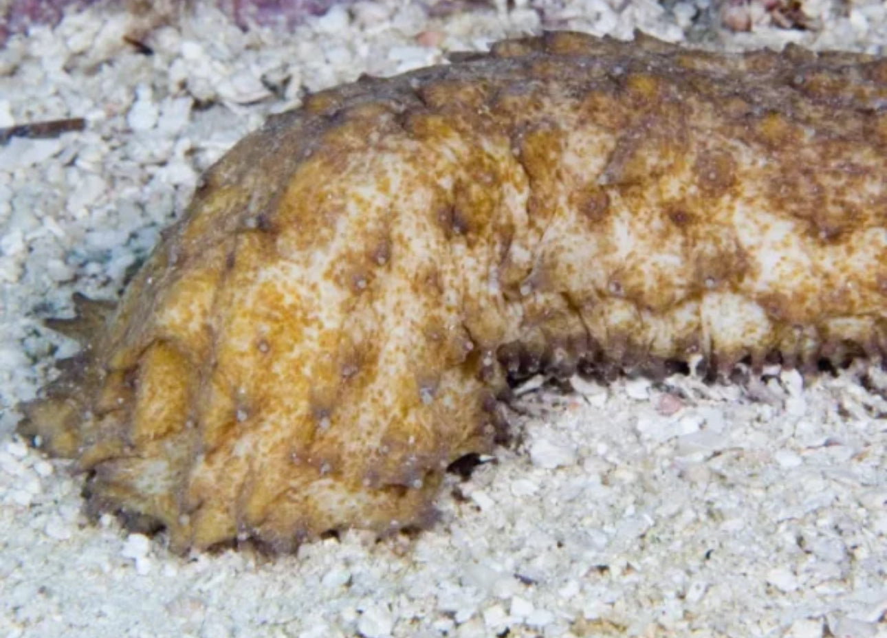 Gold Sea Cucumber