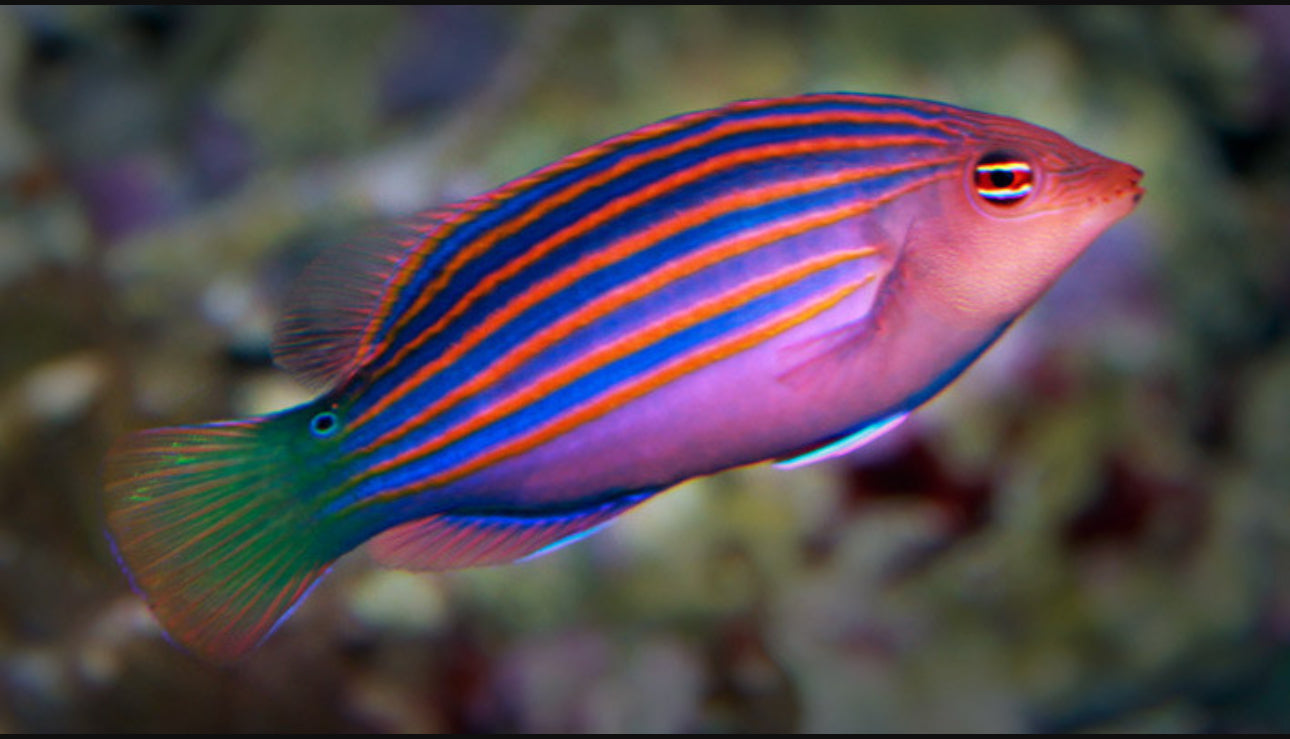 Six Line Wrasse