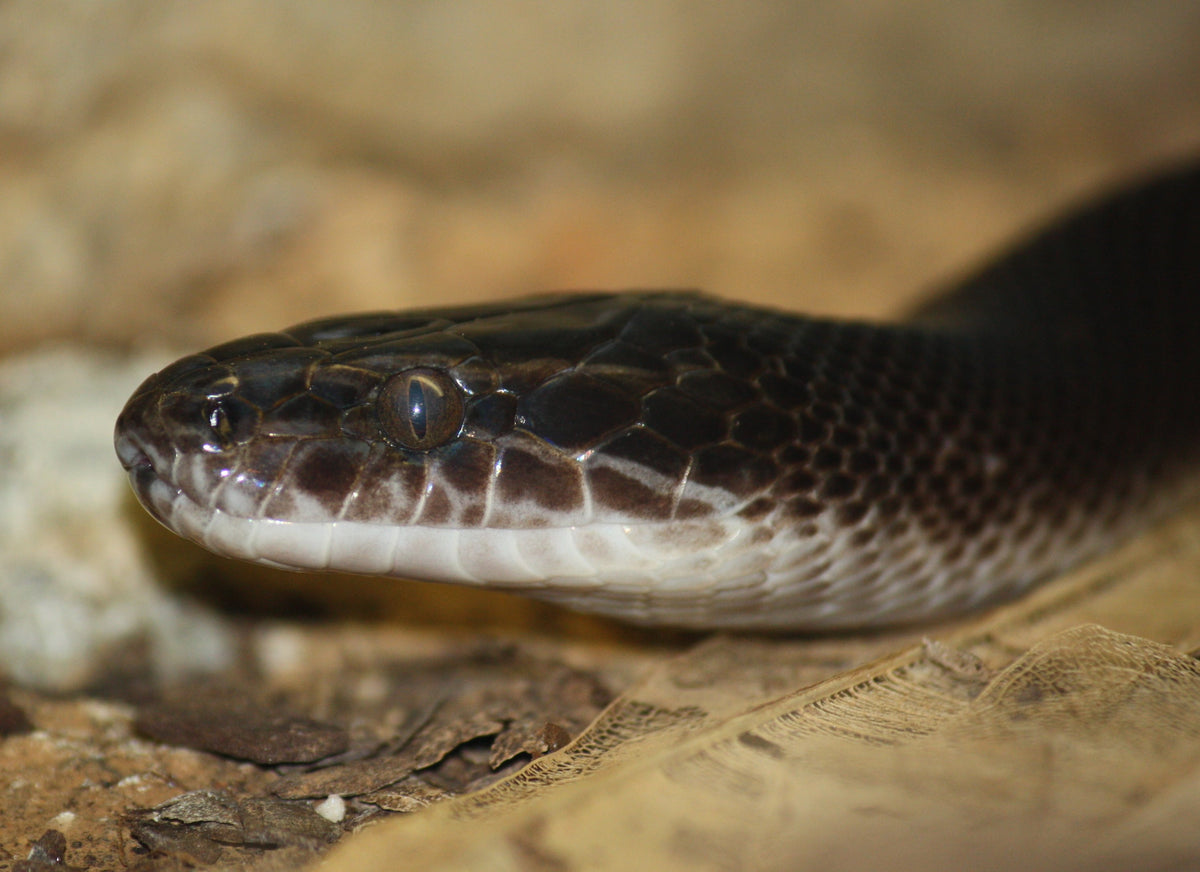 African House Snake Black (representative photo)