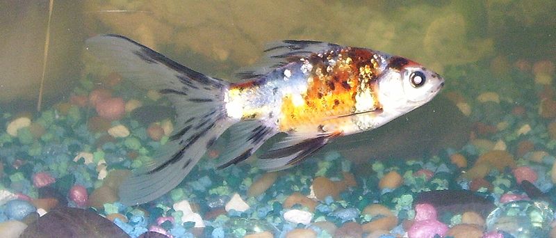 Shubunkin (representative photo)