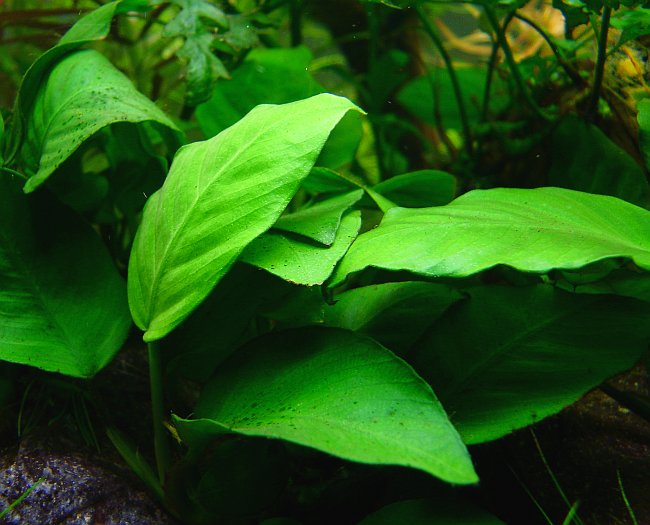 Anubias Frazeri (Potted) (representative photo)