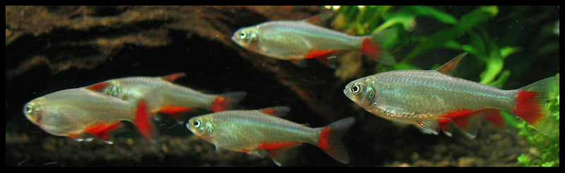 Bloodfin Tetra (representative photo)