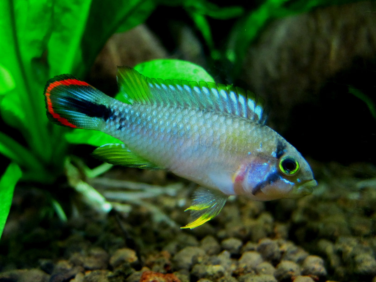 Panduro Apistogramma (representative photo)