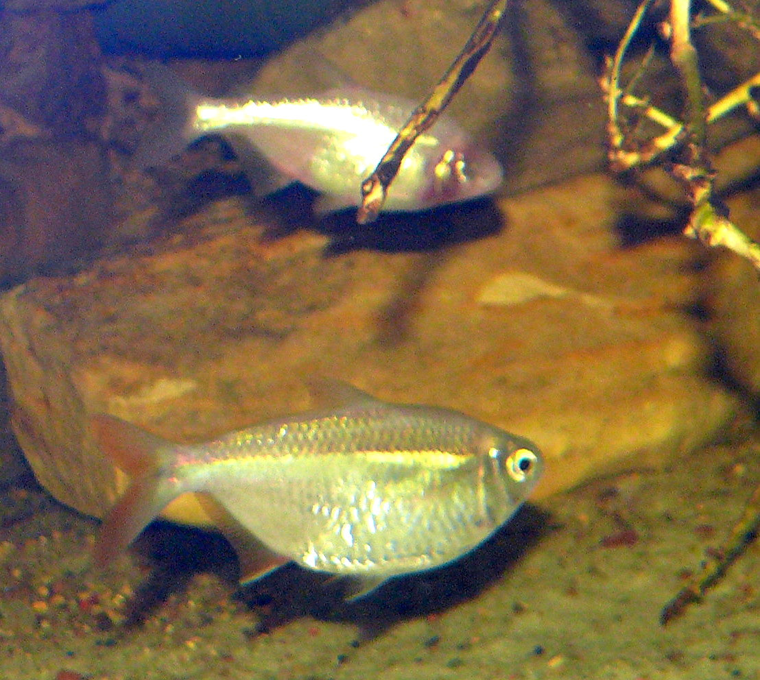 Blind Cave Tetra (representative photo)