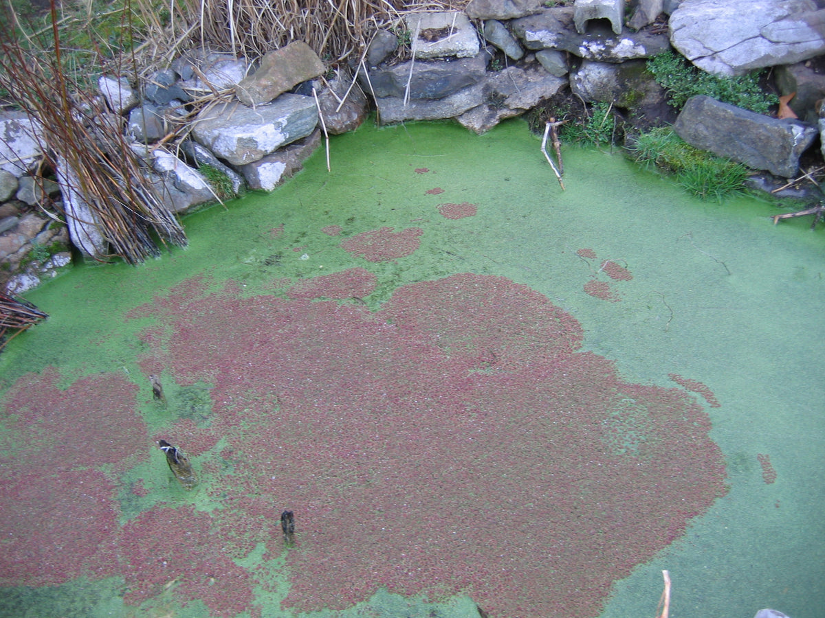 Azolla Caroliniana (Portion) (representative photo)