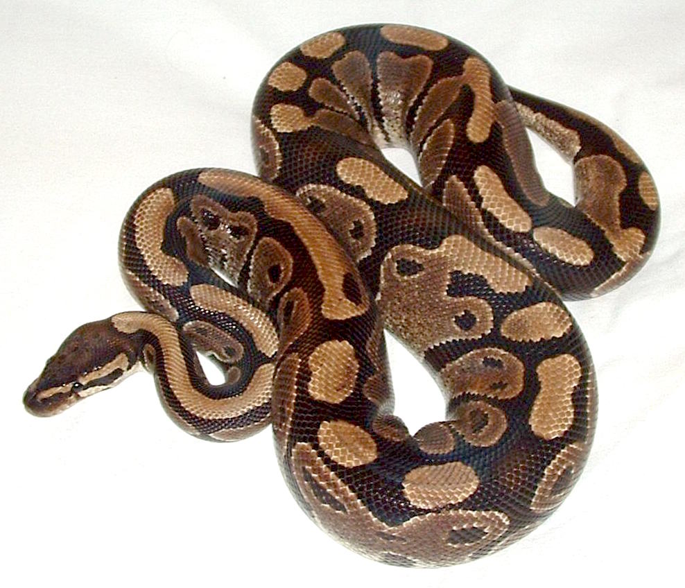 Ball Python Normal - Small (CB) (representative photo)