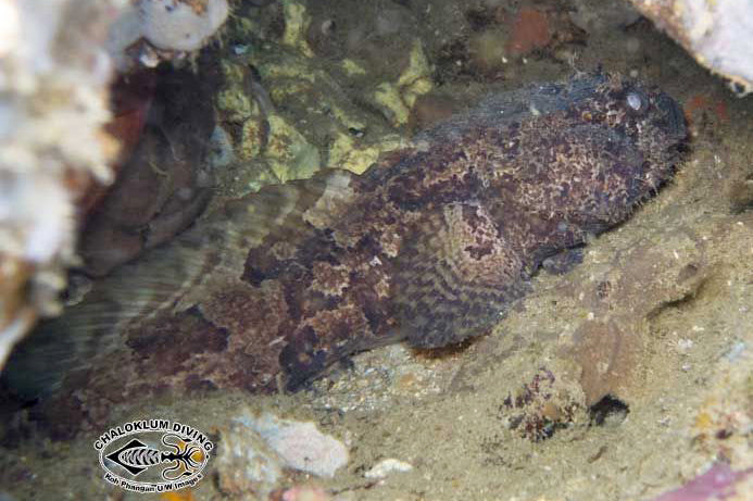 Freshwater Stonefish (representative photo)