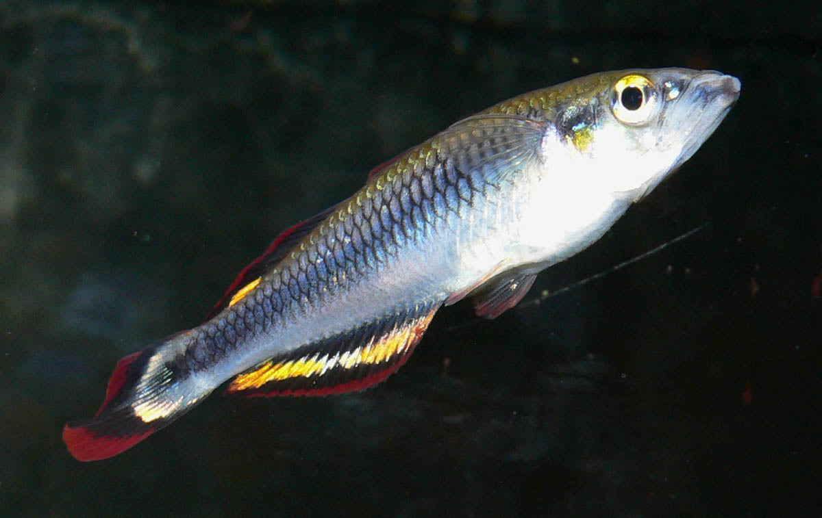 Madagascar Rainbowfish (representative photo)