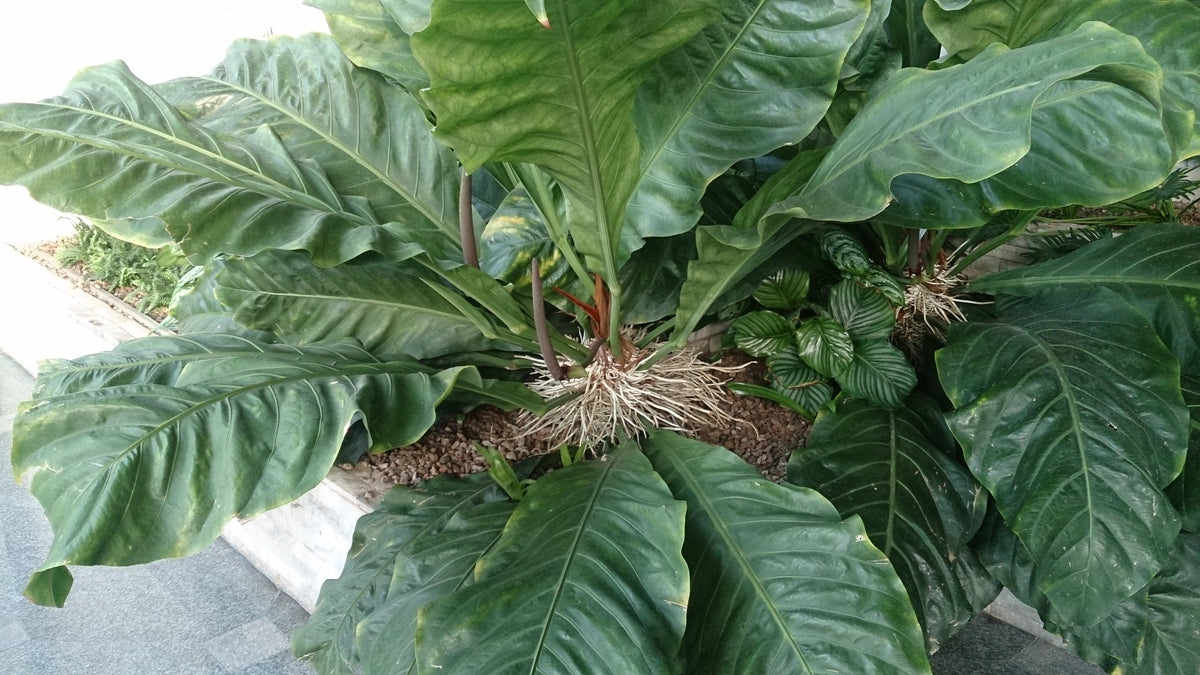 Anthurium Plowmanii 2" (Potted) (representative photo)