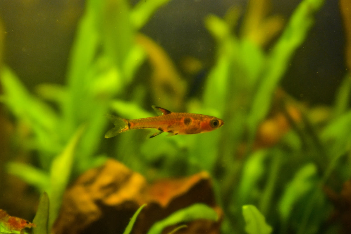 Boraras Dwarf Maculatus Rasbora (representative photo)