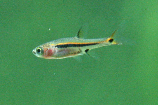 Exclamation Point Rasbora (representative photo)