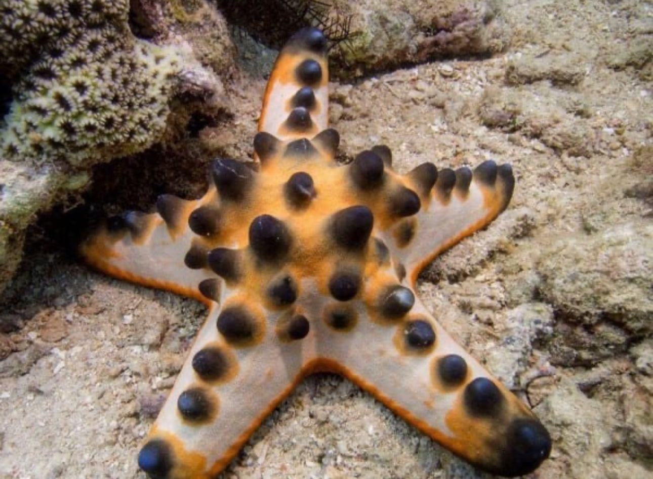 Chocolate chip starfish