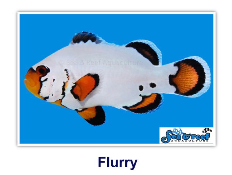 Flurry Clownfish
