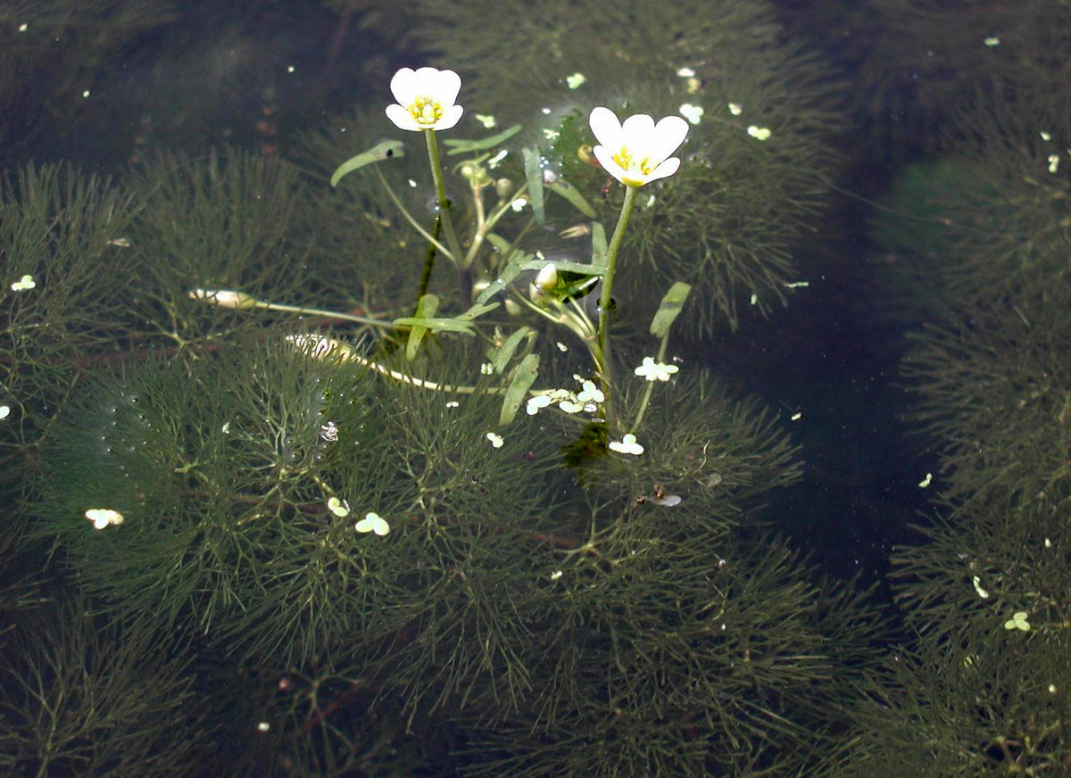 Cabomba Green (Bunch) (representative photo)