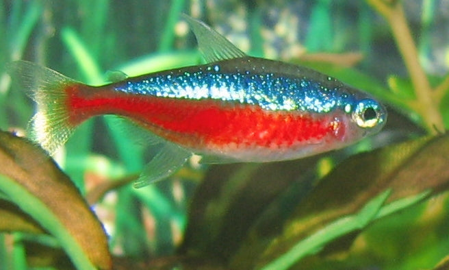 Cardinal Tetra (T/R) (representative photo)