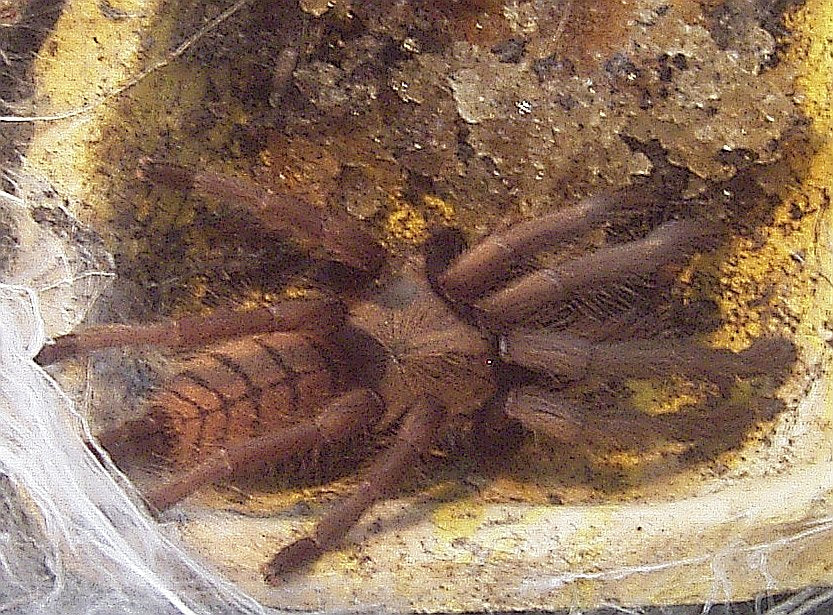 Indian Violet Tarantula - Chilobrachys fimbriatus - 1.0" to 1.50" (representative photo)