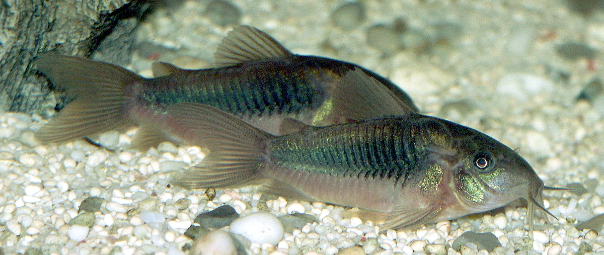 Aeneus Green Corydoras (representative photo)