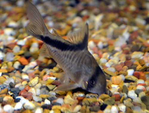 Melini Corydoras (representative photo)