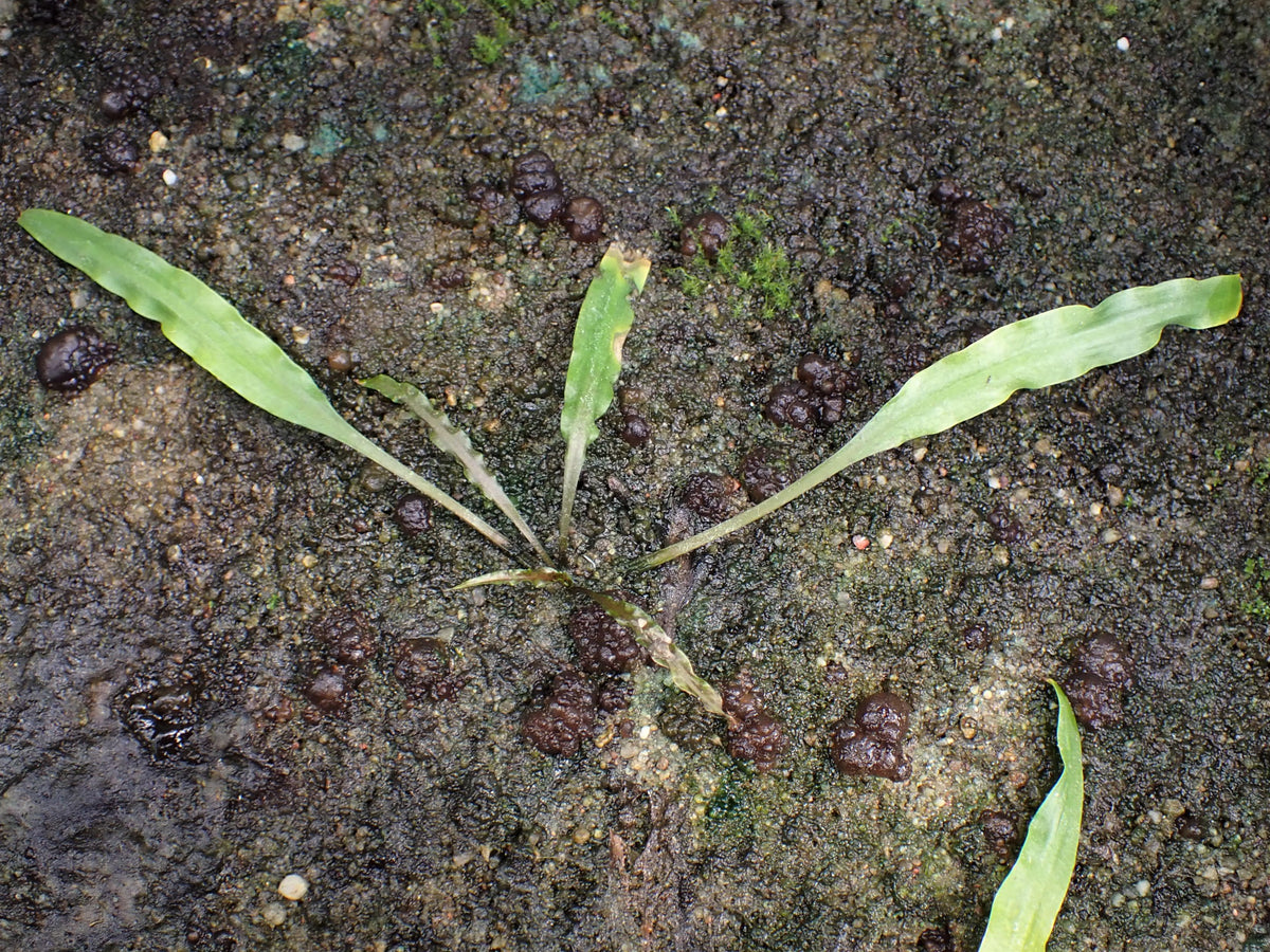 Cryptocoryne Balansae (Bare Root) (representative photo)