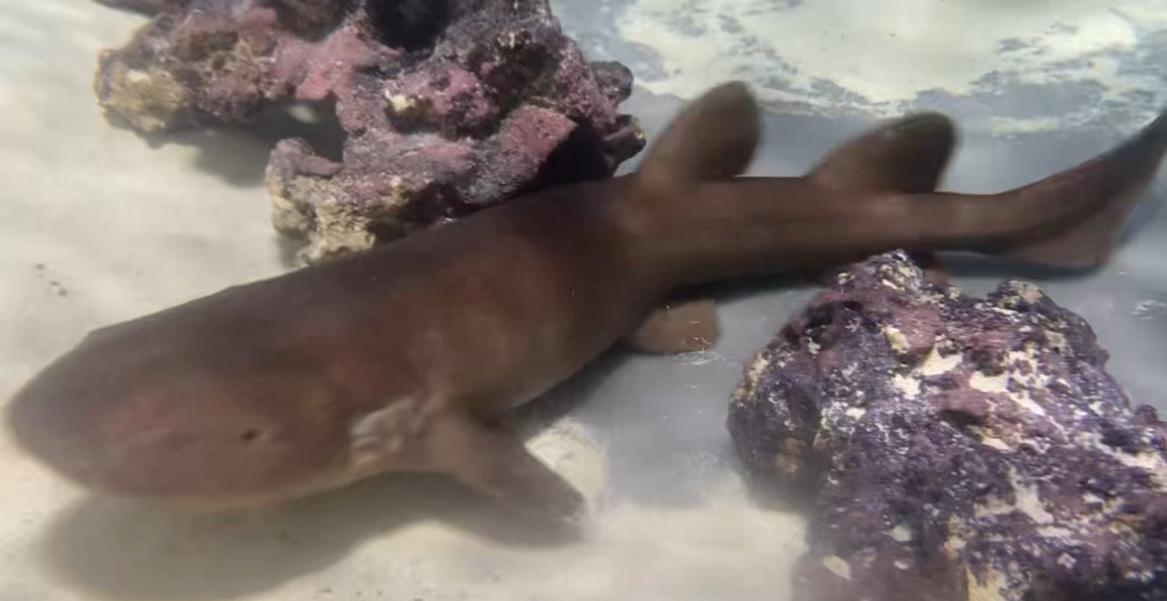 Shark - Short-Tail Nurse