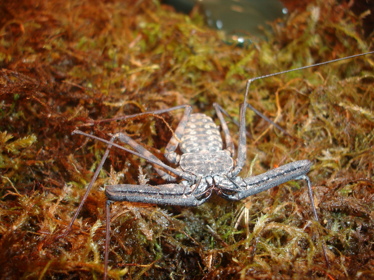 Giant African Tailless Whip Scorpion (representative photo)