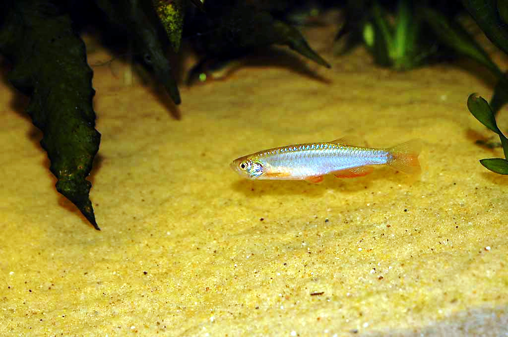 Pearl Danio (representative photo)