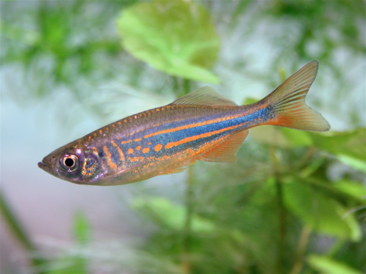 Giant Danio (representative photo)