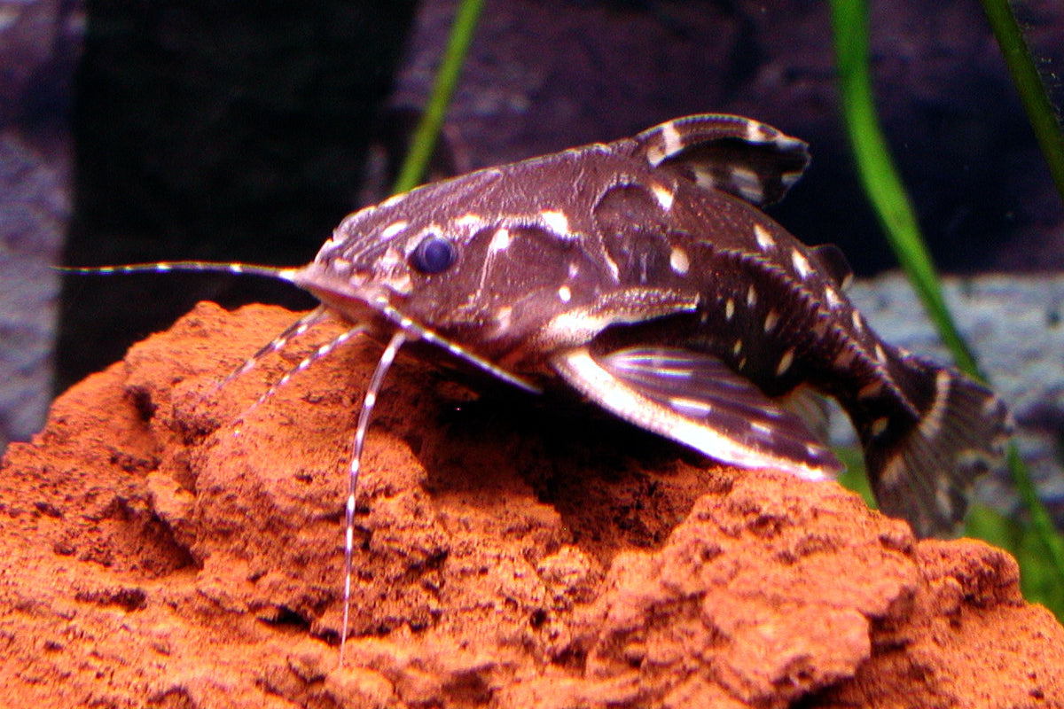 Raphael Spotted Catfish (representative photo)