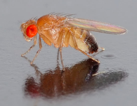Fruit Fly Wingless Drosophila Melanogaster (representative photo)
