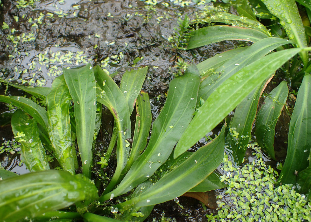 Uruguayensis Large Sword (Bare Root) (representative photo)