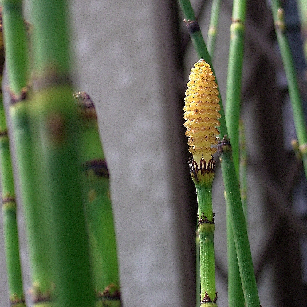 Pond Horsetail 2" (Potted) (representative photo)