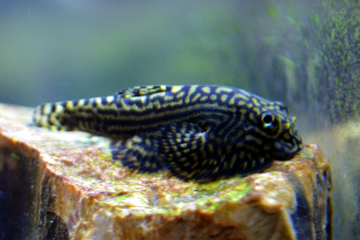 Hillstream Reticulated Loach (representative photo)