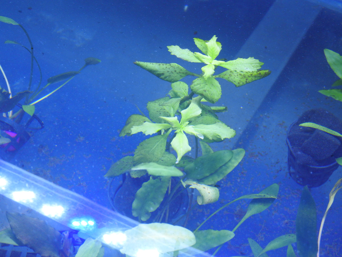 Hygrophila Angustifolia (Bunch) (representative photo)