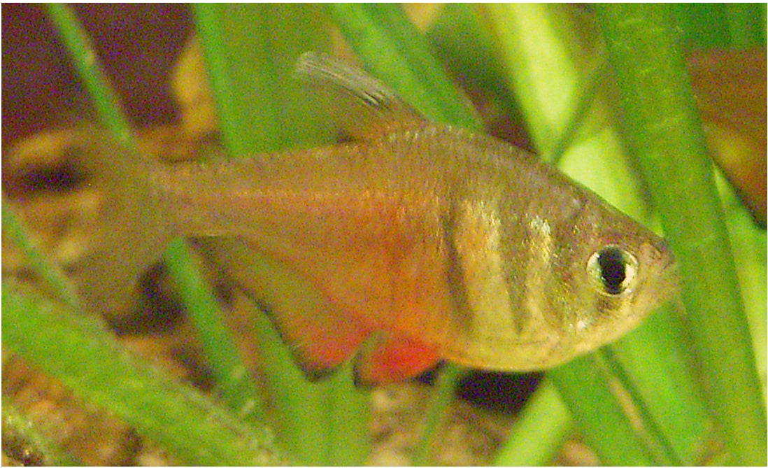Von Rio Tetra (representative photo)