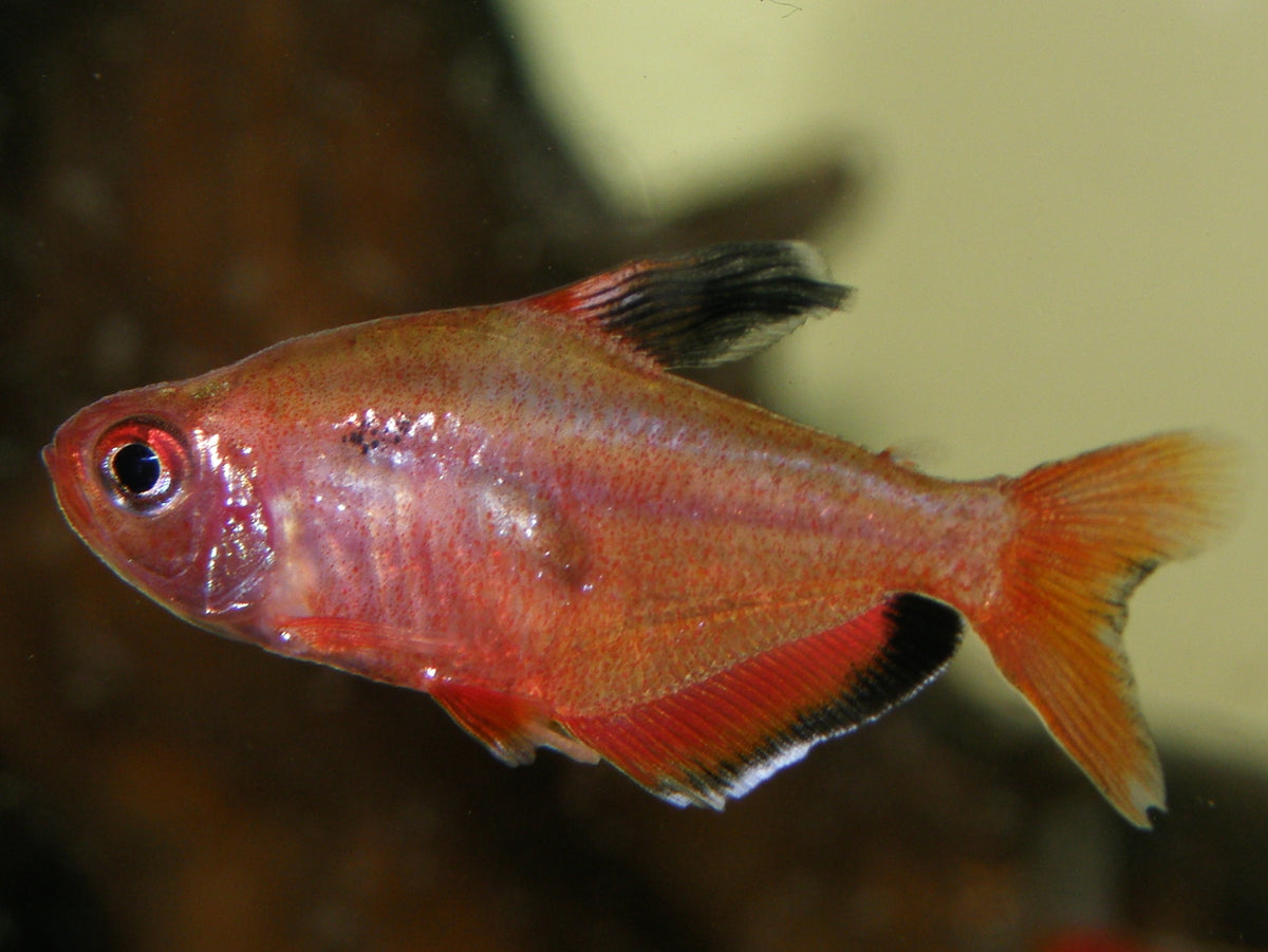 Red Minor Tetra (representative photo)