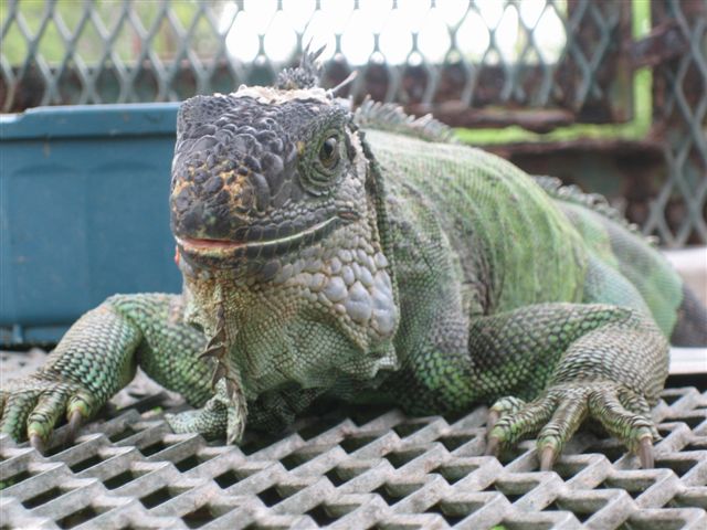 Green Iguana (representative photo)