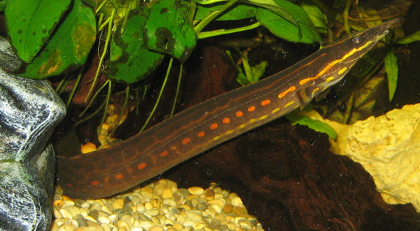 Fire Eel (representative photo)