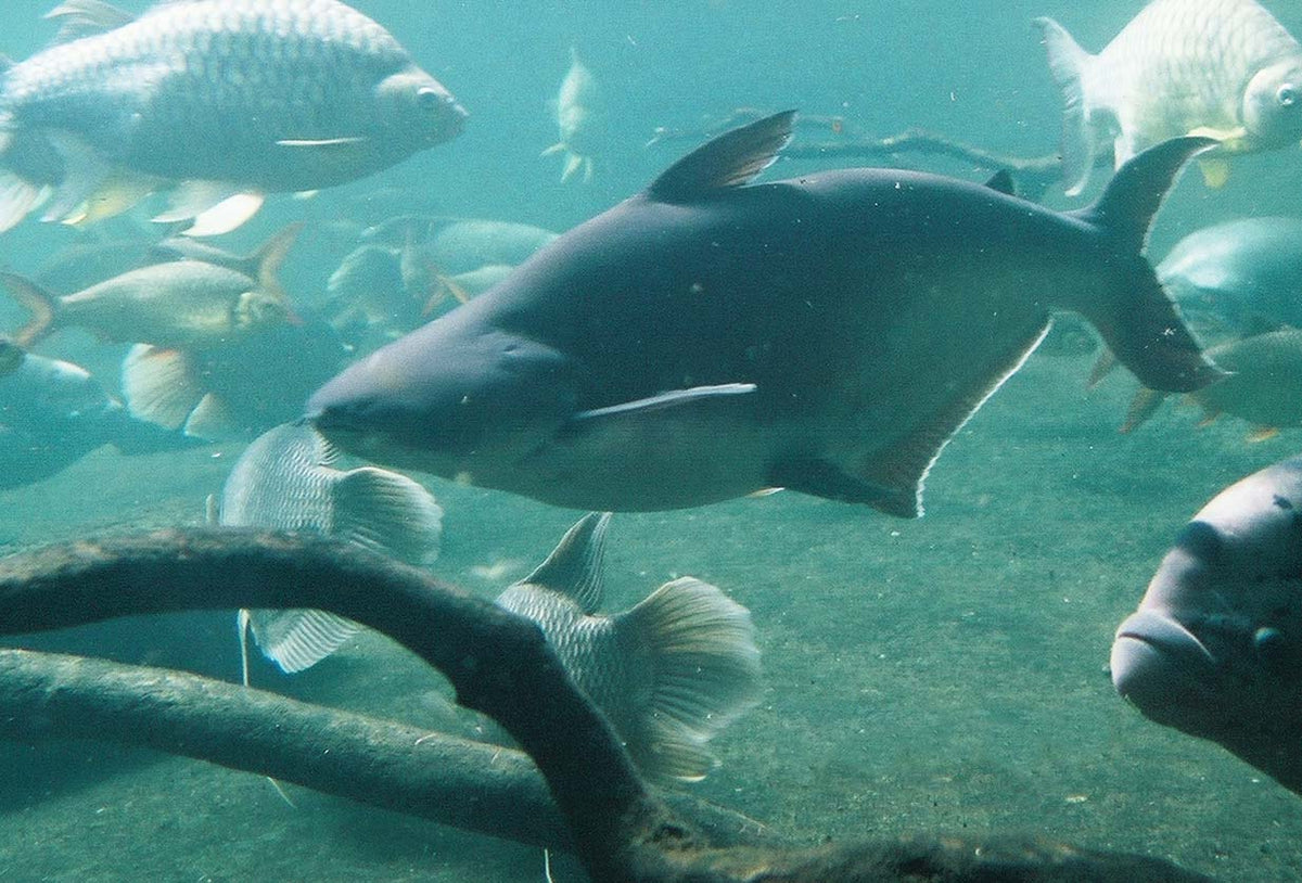 Iridescent Shark (representative photo)