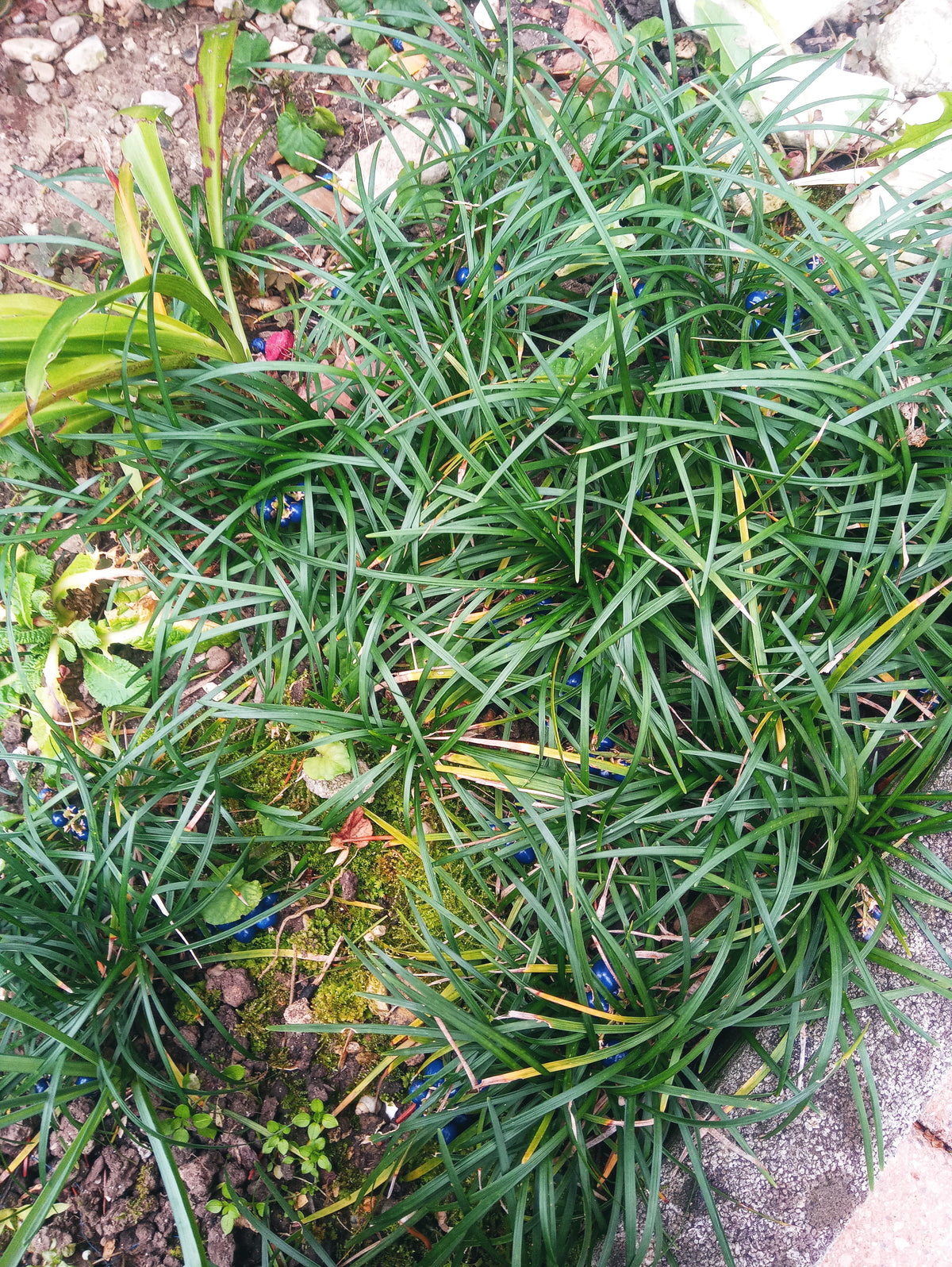 Grass Mondo (Bare Root) (representative photo)