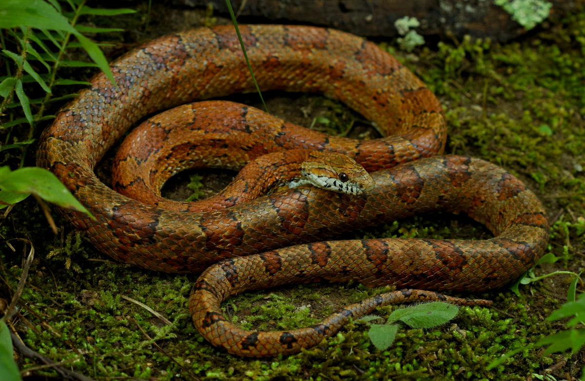 Corn Snake Okeetee (representative photo)