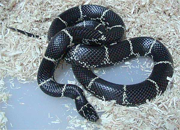 Kingsnake Eastern (CB) (representative photo)