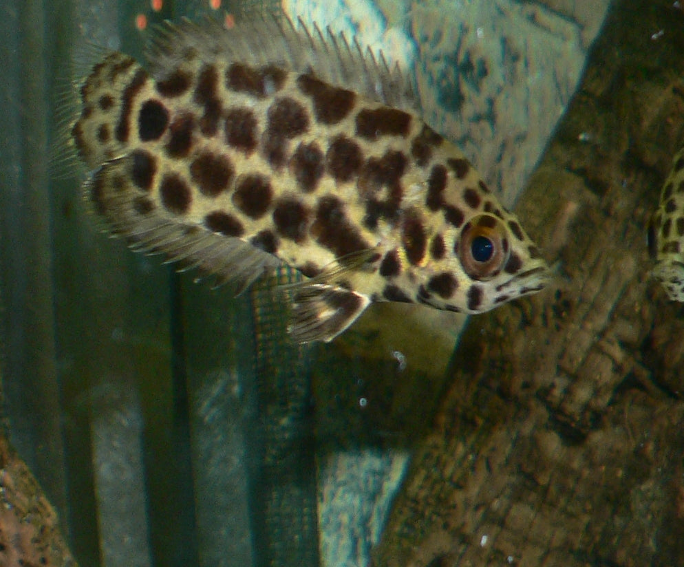 Ctenopoma Leopard (representative photo)