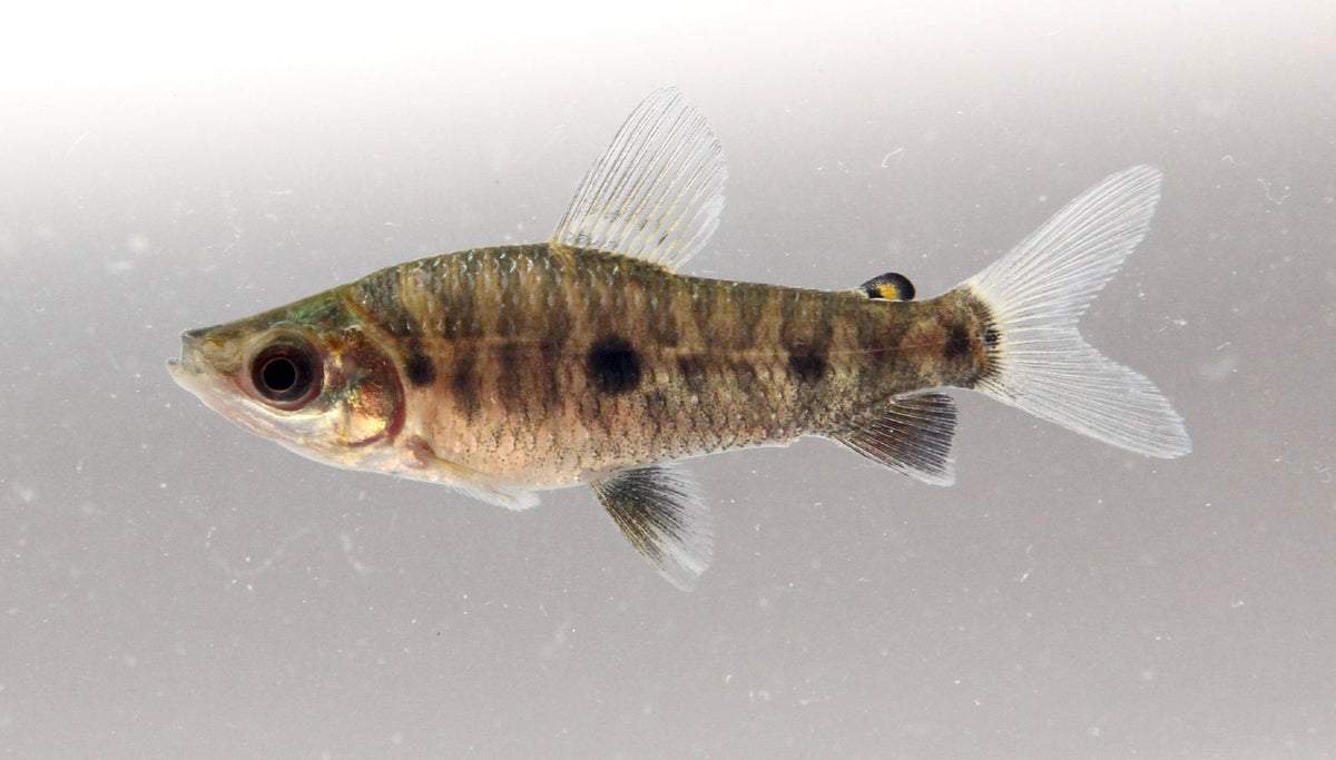 Leporinus Friderici Headstander (representative photo)